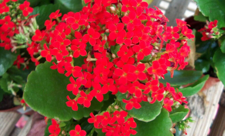 Succulent With Red Flowers