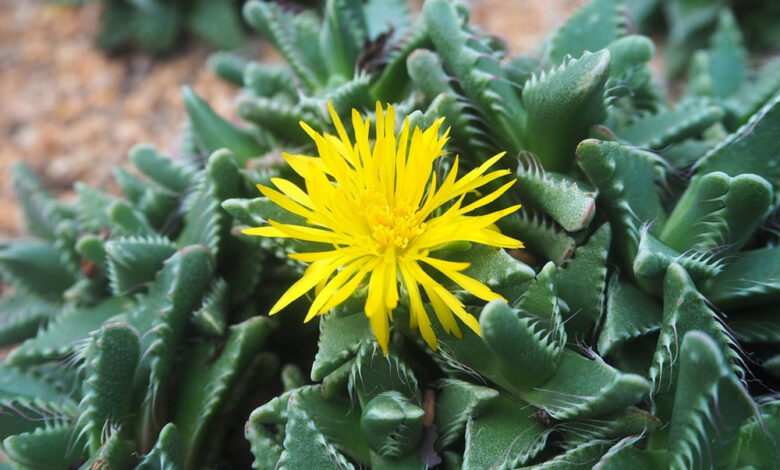 Yellow Succulents With Beautiful Flowers For Decor