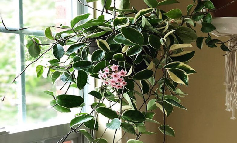 hoya krimson queen